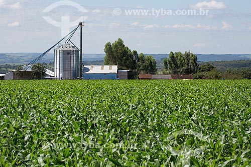  Plantação de milho no Km 410 da BR-414 próximo à Abadiânia  - Abadiânia - Goiás (GO) - Brasil