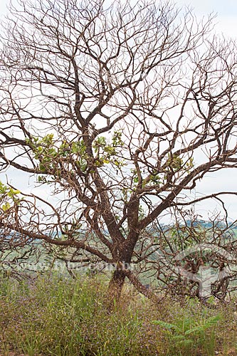  Vegetação típica do cerrado no Parque Estadual dos Pireneus  - Pirenópolis - Goiás (GO) - Brasil