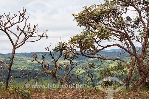  Vegetação típica do cerrado no Parque Estadual dos Pireneus  - Pirenópolis - Goiás (GO) - Brasil