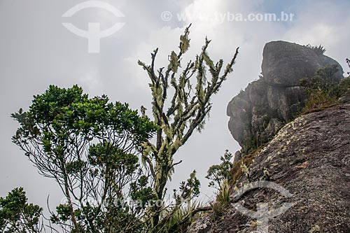  Tronco de árvore coberto por musgos - Cume do Morro da Cruz - Parque Nacional da Serra dos Órgãos  - Teresópolis - Rio de Janeiro (RJ) - Brasil