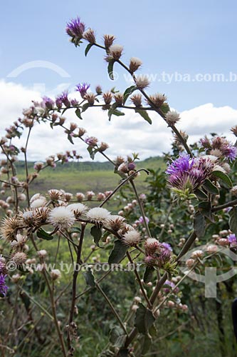  Detalhe de flores da Calliandra brevipes no Parque Estadual dos Pireneus  - Pirenópolis - Goiás (GO) - Brasil