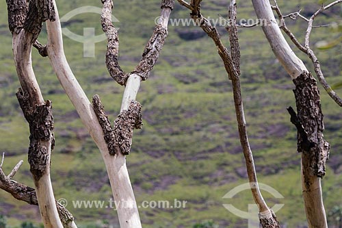  Detalhe de árvore seca e sem casca no Parque Estadual dos Pireneus  - Pirenópolis - Goiás (GO) - Brasil