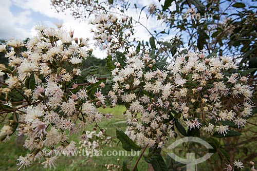  Detalhe de flores no Parque Estadual dos Pireneus  - Pirenópolis - Goiás (GO) - Brasil