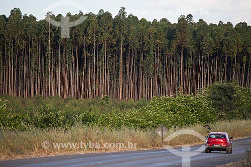  Carro na Rodovia GO-338 próximo ao Km 30 com plantação de Eucaliptos ao fundo  - Pirenópolis - Goiás (GO) - Brasil