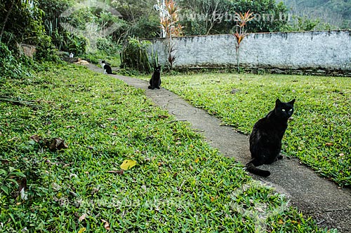  Gatos domésticos  - Florianópolis - Santa Catarina (SC) - Brasil