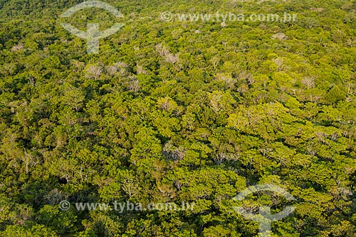  Foto aérea de árvores nas margens do Rio Tapajós próximo ao distrito de Alter-do-Chão  - Santarém - Pará (PA) - Brasil