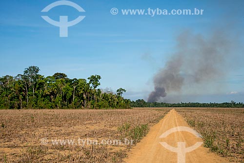  Área de Floresta Amazônica desmatada para plantio de grãos  - Belterra - Pará (PA) - Brasil