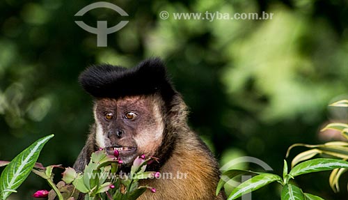  Macaco-prego (Sapajus nigritus)  - Rio de Janeiro - Rio de Janeiro (RJ) - Brasil