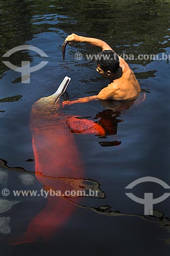  Boto-cor-de-rosa (Inia geoffrensis) no Rio Negro  - Manaus - Amazonas (AM) - Brasil