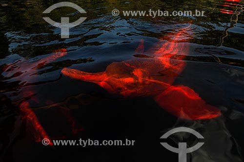  Boto-cor-de-rosa (Inia geoffrensis) no Rio Negro  - Manaus - Amazonas (AM) - Brasil