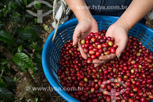  Detalhe de colheita de café  - Antigua Guatemala - Departamento de El Quiché - República de Guatemala