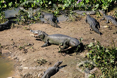  Jacaré-do-pantanal (caiman crocodilus yacare) - também conhecido como Jacaré-do-paraguai - no Pantanal Matogrossense  - Miranda - Mato Grosso do Sul (MS) - Brasil