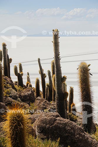  Cactos na Isla Pescado (Ilha do Pescado) - também conhecida como Isla Incahuasi  - Uyuni - Departamento Potosí - Bolívia