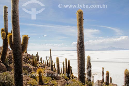  Cactos na Isla Pescado (Ilha do Pescado) - também conhecida como Isla Incahuasi  - Uyuni - Departamento Potosí - Bolívia