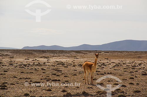  Lhama (Lama glama) próximo ao Salar de Uyuni  - Uyuni - Departamento Potosí - Bolívia