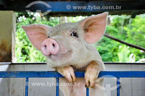  Curral com porco no Paraíba do Sul Hotel Fazenda  - Paraíba do Sul - Rio de Janeiro (RJ) - Brasil