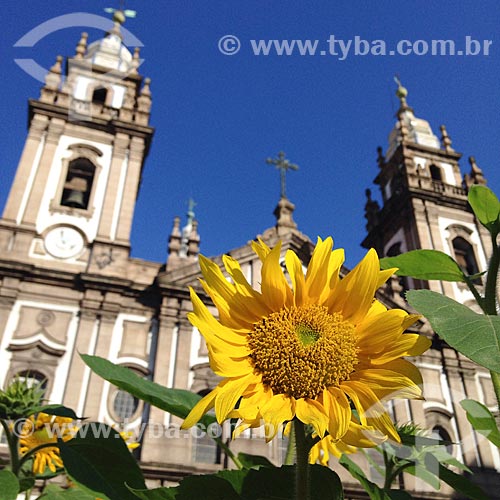  Girassol (Helianthus annuus) na Praça Pio X com a Igreja de Nossa Senhora da Candelária (1609) ao fundo  - Rio de Janeiro - Rio de Janeiro (RJ) - Brasil