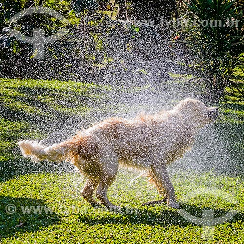  Cachorro se sacudindo para se secar  - Bocaina de Minas - Minas Gerais (MG) - Brasil