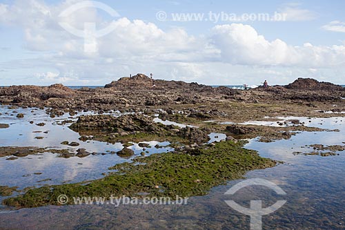  Corais na orla da Praia de Ondina durante a maré baixa  - Salvador - Bahia (BA) - Brasil