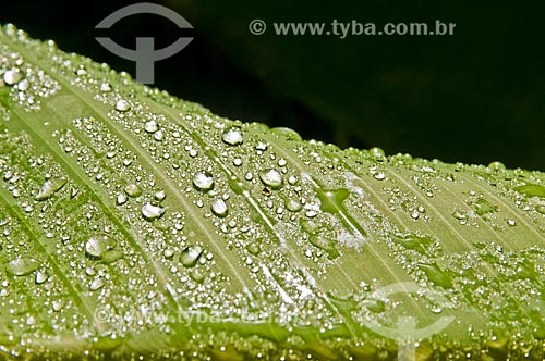  Detalhe de gotas de chuva em folha de bananeira  - Niterói - Rio de Janeiro (RJ) - Brasil