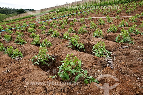  Plantação de tomate  - São José de Ubá - Rio de Janeiro (RJ) - Brasil