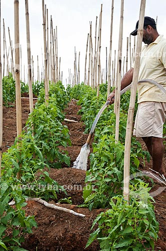  Trabalhador rural irrigando plantação de tomate  - São José de Ubá - Rio de Janeiro (RJ) - Brasil