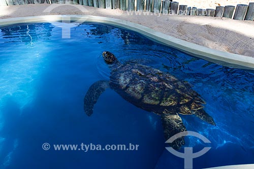  Tartaruga-de-Pente (Eretmochelys imbricata) no aquário do Projeto TAMAR  - Mata de São João - Bahia (BA) - Brasil