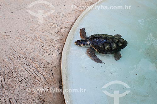  Filhote de Tartaruga-de-Pente (Eretmochelys imbricata) no aquário do Projeto TAMAR  - Mata de São João - Bahia (BA) - Brasil