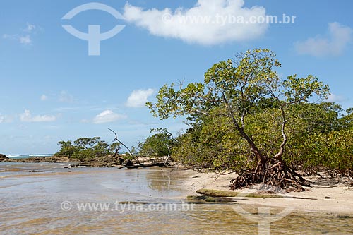  Vegetação na orla da 4ª Praia  - Cairu - Bahia (BA) - Brasil