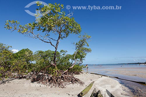  Vegetação na orla da 4ª Praia  - Cairu - Bahia (BA) - Brasil