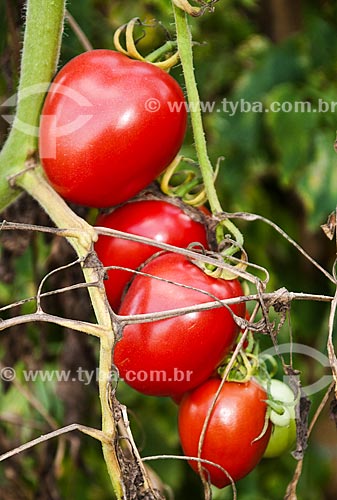  Tomates Italianos  - São José de Ubá - Rio de Janeiro (RJ) - Brasil