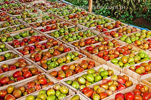  Colheita de Tomates Italianos  - São José de Ubá - Rio de Janeiro (RJ) - Brasil