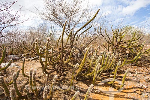 Cacto Xique-Xique (Pilosocereus gounellei) na paisagem de caatinga do sertão paraibano  - Cabaceiras - Paraíba (PB) - Brasil