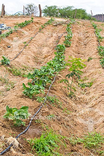  Plantação de feijão irrigada com água de poço  - Cabaceiras - Paraíba (PB) - Brasil