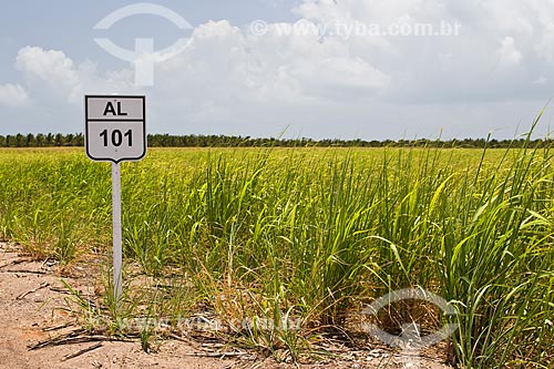  Placa indicativa da Rodovia AL-101 (Rodovia Governador Divaldo Suruagy) com plantação de cana de açúcar ao fundo  - Coruripe - Alagoas (AL) - Brasil