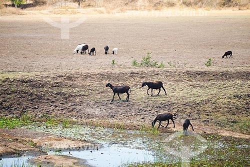  Cabras pastando e bebendo água  - Arara - Paraíba (PB) - Brasil