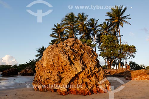  Coqueiros na Ilha da Saudade  - Cairu - Bahia (BA) - Brasil