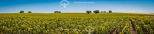  Plantação de girassol (Helianthus annuus)  - Concelho de Beja - Distrito de Beja - Portugal
