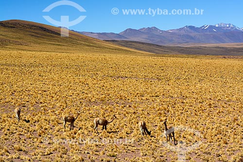  Guanacos (Lama guanicoe) pastando no deserto do Atacama  - San Pedro de Atacama - Província de El Loa - Chile