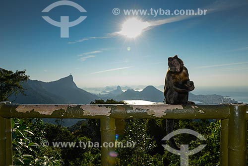  Detalhe de macaco-prego (Sapajus nigritus) próximo à Vista Chinesa no Parque Nacional da Tijuca - com o Cristo Redentor ao fundo  - Rio de Janeiro - Rio de Janeiro (RJ) - Brasil