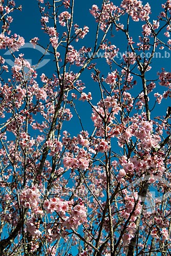  Detalhe de cerejeira do Japão (Prunus serrulata) florida  - Resende - Rio de Janeiro (RJ) - Brasil
