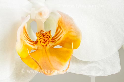  Detalhe de orquídea 