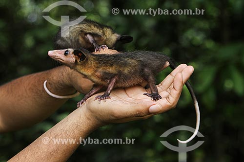  Detalhe do Gambá-comum (Didelphis marsupialis)  - Manaus - Amazonas (AM) - Brasil