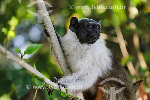  Detalhe do macaco Sauim-de-coleira (Saguinus bicolor)  - Manaus - Amazonas (AM) - Brasil