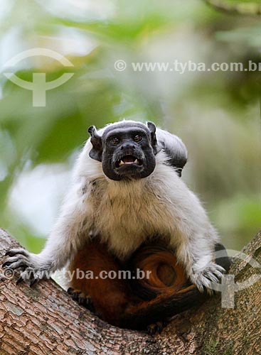  Detalhe do macaco Sauim-de-coleira (Saguinus bicolor)  - Manaus - Amazonas (AM) - Brasil
