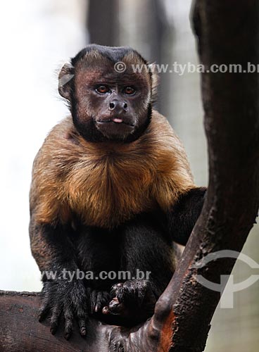  Macaco-prego (Sapajus nigritus) no Parque Municipal do Mindu  - Manaus - Amazonas (AM) - Brasil