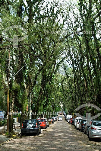  Vista geral da Rua Gonçalo de Carvalho - rua com um corredor de tipuanas, considerada patrimônio ambiental pela prefeitura de Porto Alegre  - Porto Alegre - Rio Grande do Sul (RS) - Brasil