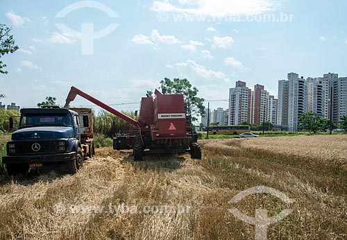 Colheita mecanizada de trigo em área urbana  - Londrina - Paraná (PR) - Brasil