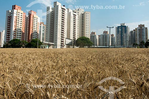  Plantação de trigo em área urbana  - Londrina - Paraná (PR) - Brasil