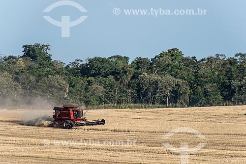  Colheita mecanizada de trigo  - Nova Fátima - Paraná (PR) - Brasil